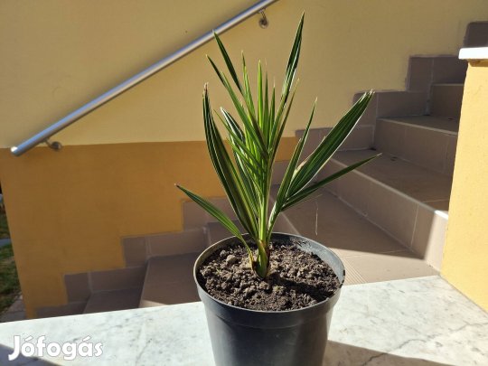 3 éves kanári datolyapálma cserépbe ültetve eladó