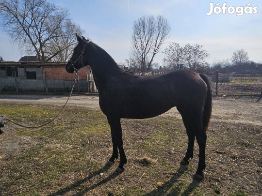 3 éves kanca csikó magyar sportló eladó