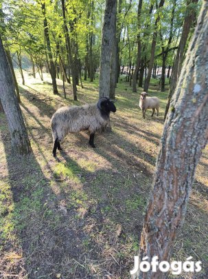 3 éves kós 90kg kb vágásra továbtartásra.