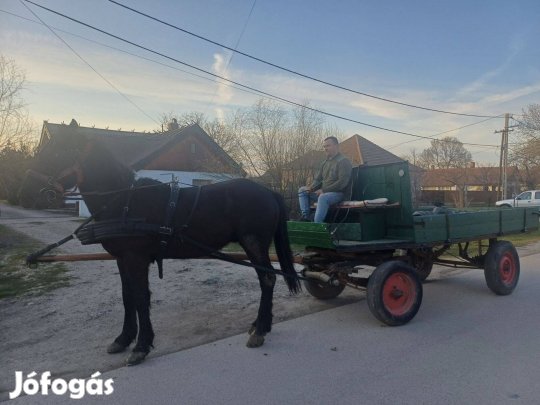 3 éves sodrott csődör csikó, és lovaskocsi