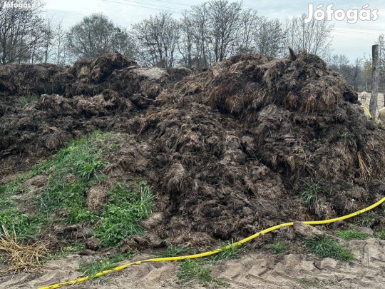 3 éves tehén trágya