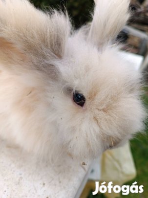 3 éves tündéri törpenyúl új gazdájához keresi