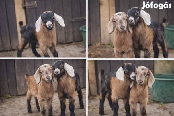 3 hetes eredeti Núbiai bakok eladók,csere.