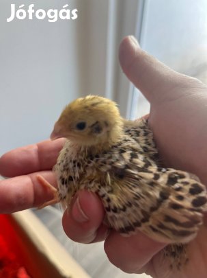 3 hetes fürjek 10 db