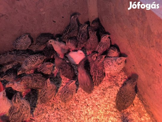 3 hetes fürjek költöznének vegyes ivarban