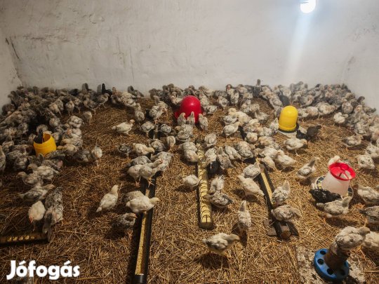 3 hetes master kakasok eladó 