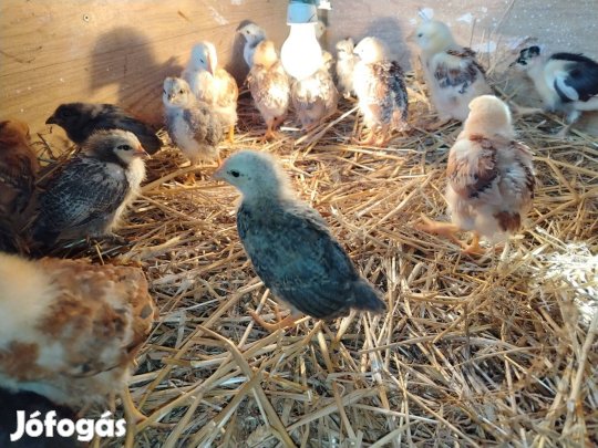 3 hetes vegyes paraszt csibék eladóak
