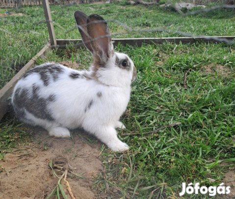 3 hónapos bak nyuszi