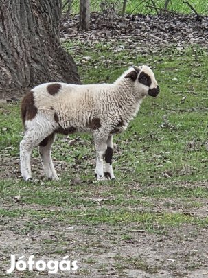 3 hónapos bárány 