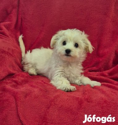 3 hónapos fehér - bézs bichon havanese kisfiú !
