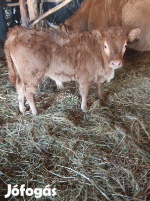 3 hónapos limusin bika eladó.