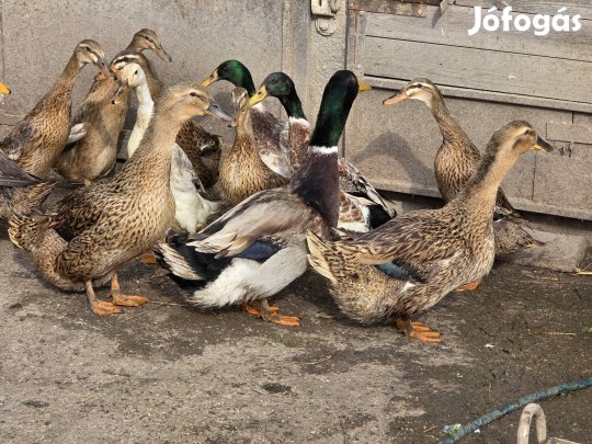 3 magyar kacsa
