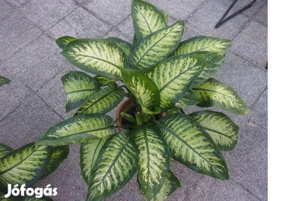3 töves 110 cm magas Diffenbachia Buzogányvirág Dieffenbachia Újpesten