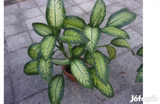 3 töves 110 cm magas Diffenbachia Buzogányvirág Dieffenbachia Újpesten