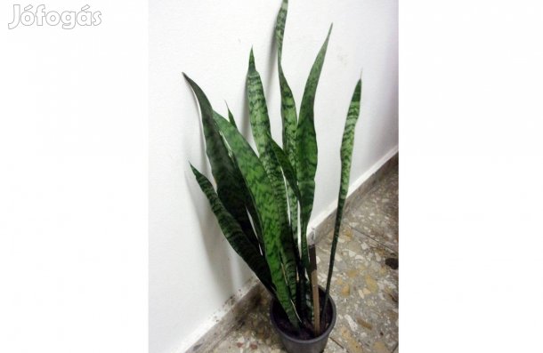 3 töves Anyósnyelv Szanzavéra Sansevieria Újpest központ közelében