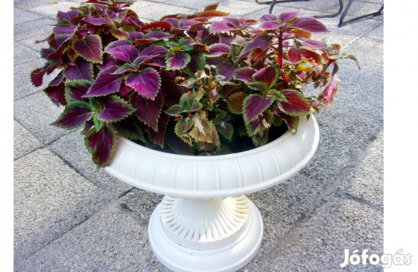 3 töves díszcsalán virágcsalán dísz csalán virág kóleusz Újpesten görö