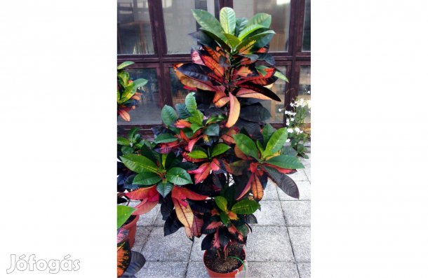 3 töves kroton 170 cm magas csodacserje 12 csúcshajtással Újpest közpo