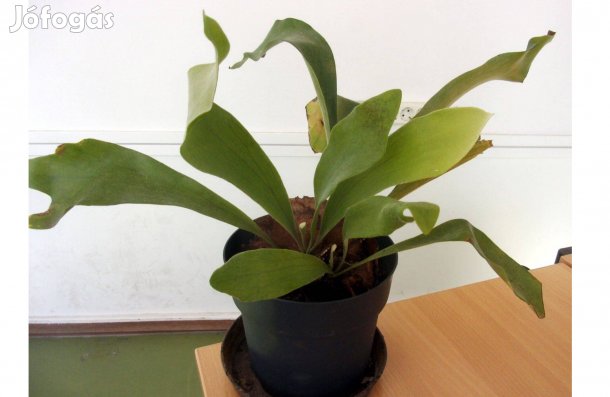 3 töves szarvasagancspáfrány szarvasagancs páfrány Újpest központ köze