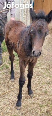 3db Magyar Ló eladó