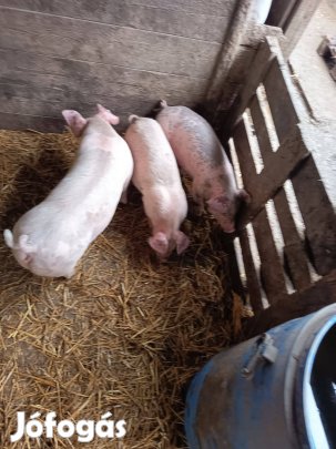 3db Malac süldő eladó