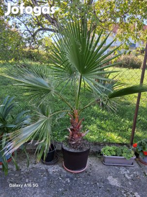3db Washingtonia Robusta pálma 170cm magasak 58000Ft/db
