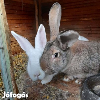 3db eladó nyúl