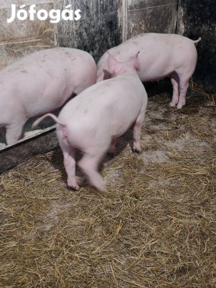 3db süldő vegyes ivarú.