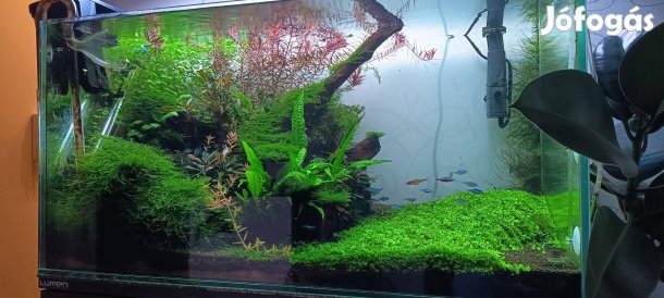 40x40x80 128literes mid tech növényes akvárium