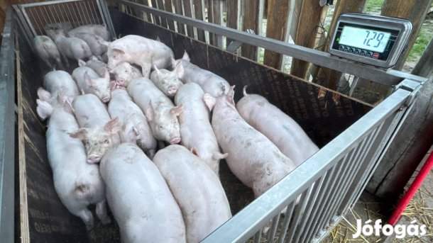 45-55 kg-os ártány süldő, 10 db, új gazdát keres