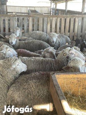 45 db anyabirka és Vágobirka eladó 