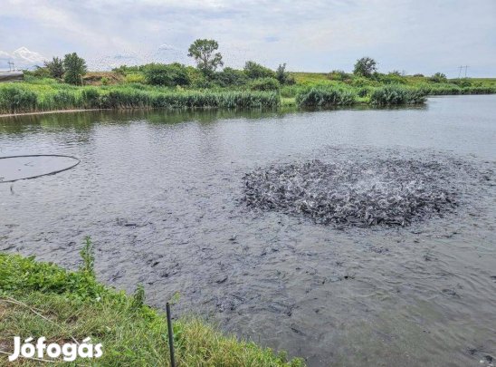 47 nm-es halastó eladó Mezőszilas #4991827