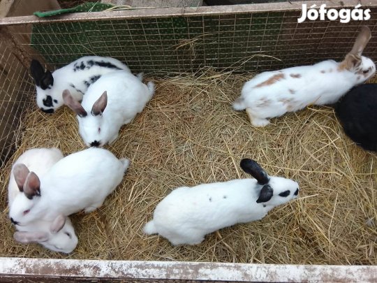 4,5 hónapos házi nyulak