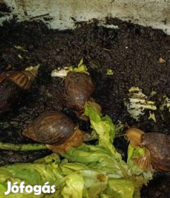 4 Óriás Achát csiga afrikai óriáscsiga 70*34*28cm Terráriummal együtt
