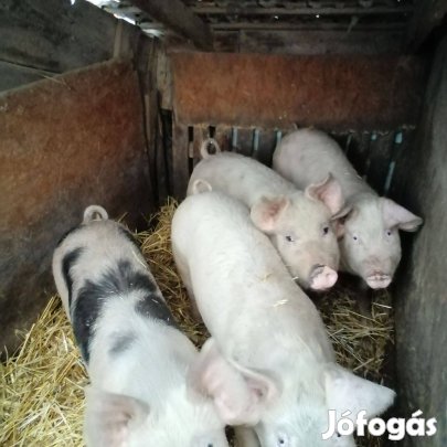 4 darab szép süldö eladó