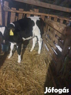 4 db bikák eladók. 150 kiló feletiek.