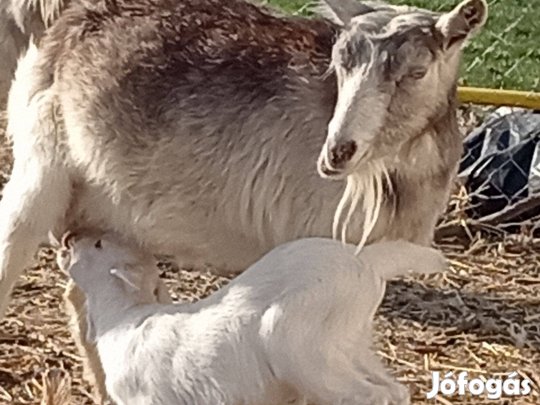 4 db fiatal anyakecskét cserélek 1 db magyar merinó jerkére