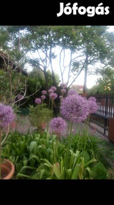 4 db hagyma együtt eladó Óriási díszhagyma