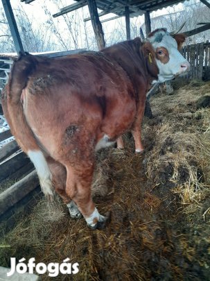 4 db limusine borjú eladó