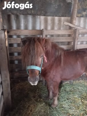 4 eves csödör póni eladó illetve cserelhetö 