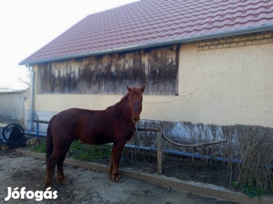4 éves herélt ló eladó 