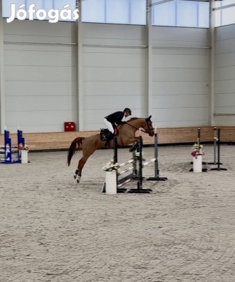 4 éves magyar sportló herélt