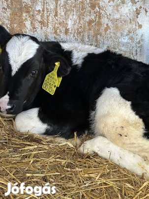 4 hetes bika borjú eladó 