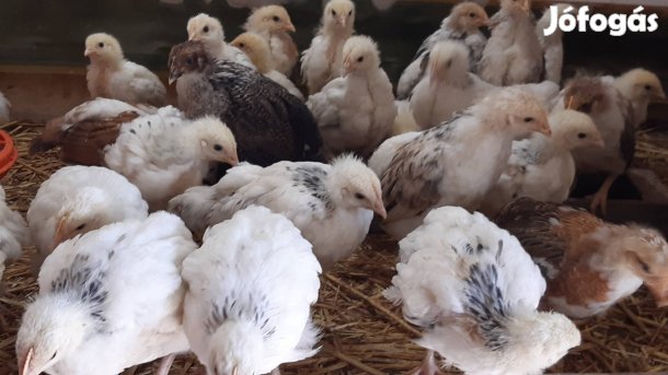 4 hetes csibék eladók.