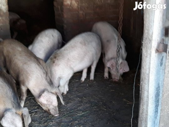 4 hónapos süldők eladók