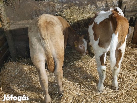 4 hónapos üszők eladók cserélhetők!