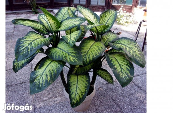 4 töves 140 cm magas Diffenbachia Buzogányvirág Dieffenbachia Újpesten