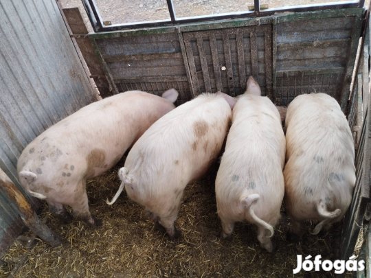 4db Ártán hízó eladók