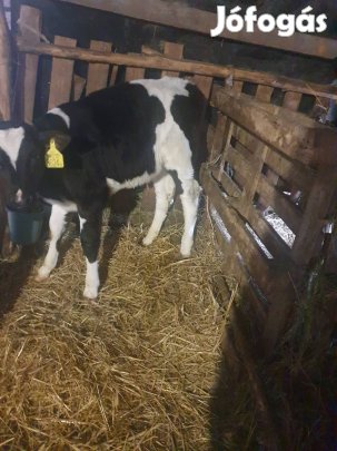 4db  bika  borjúk eladók. 150 kilo feletiek.