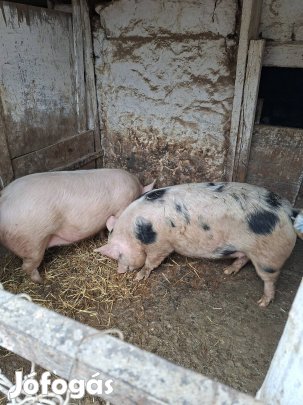 4db hízó költözne