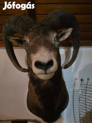 4db muflon trófea
